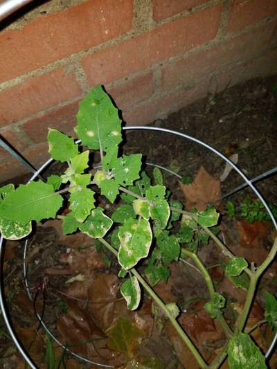 Vine Flea Beetle - Tomato