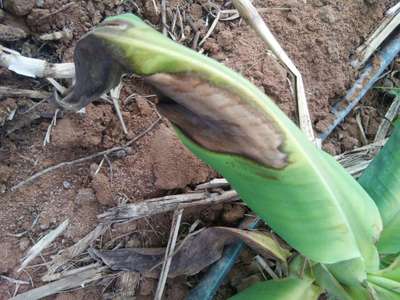 ಮೊಕೊ ರೋಗ - ಬಾಳೆಹಣ್ಣು