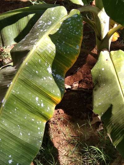 ಪನಾಮಾ ರೋಗ - ಬಾಳೆಹಣ್ಣು