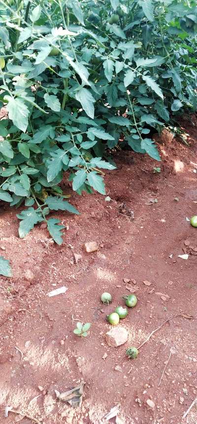 ಎಲೆಕೊರಕ ನುಸಿ - ಟೊಮೆಟೊ