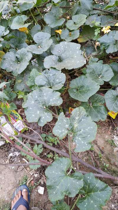 Flea Beetles - Pumpkin