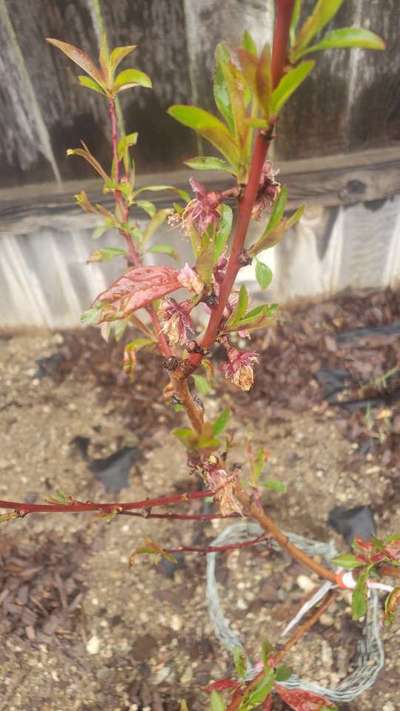 Peach Leaf Curl - Peach