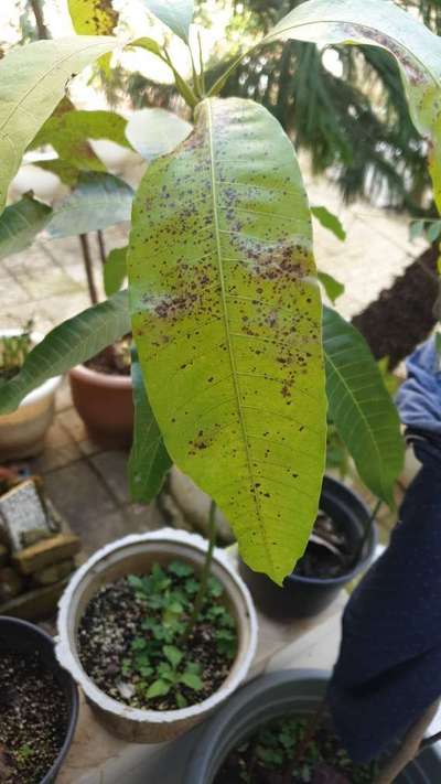 Bacterial Black Spot of Mango - Mango