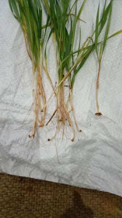 Root and Foot Rot - Rice