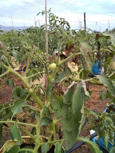 முன்கருகல் நோய் - தக்காளி