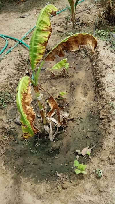 சாம்பல் சத்து பற்றாக்குறை (பொட்டாசியம் பற்றாக்குறை) - வாழைப் பழம்