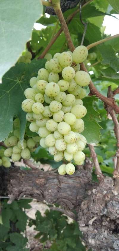 Powdery Mildew of Grape - Grape