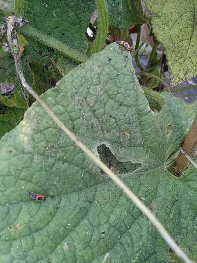 Spider Mites - Cucumber