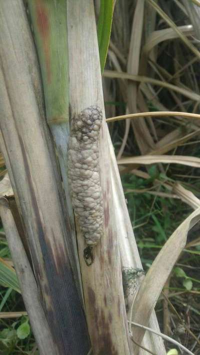 Sugarcane Borer - Sugarcane