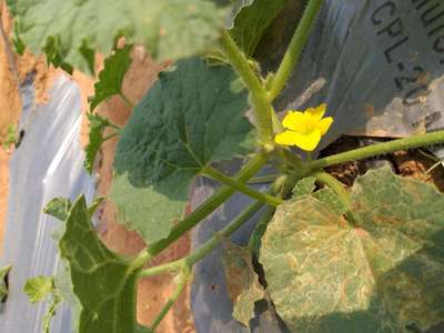 Leaf Miner Flies - Melon