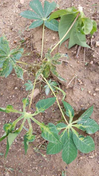 tapioca plant leaves