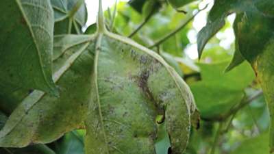 Grey Mildew of Cotton - Cotton