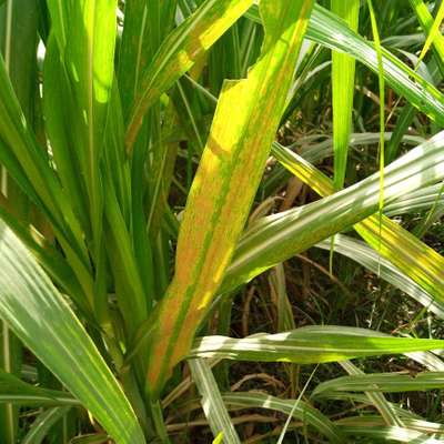 Orange Rust of Sugarcane - Sugarcane