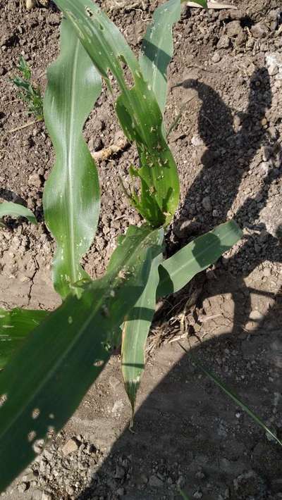 ಚುಕ್ಕೆಯುಳ್ಳ ಕಾಂಡಕೊರಕ - ಮೆಕ್ಕೆ ಜೋಳ