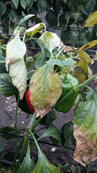 Cercosporiosis del pimiento - Capsicum y chile