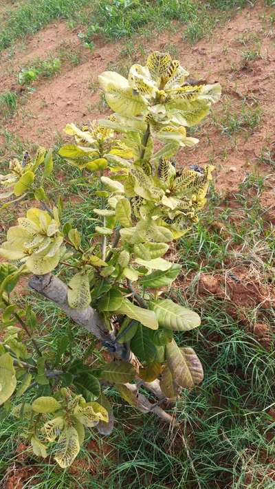 ಬೋರಾನ್ ಕೊರತೆ - ಸಿಟ್ರಸ್ (ನಿಂಬೆ, ಕಿತ್ತಳೆ ಹಾಗು ಇತರ ನಿಂಬೆ ಜಾತಿ ಬೆಳೆಗಳು)