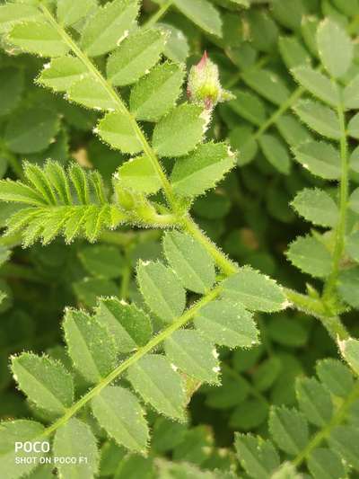 Potassium Deficiency - Chickpea & Gram