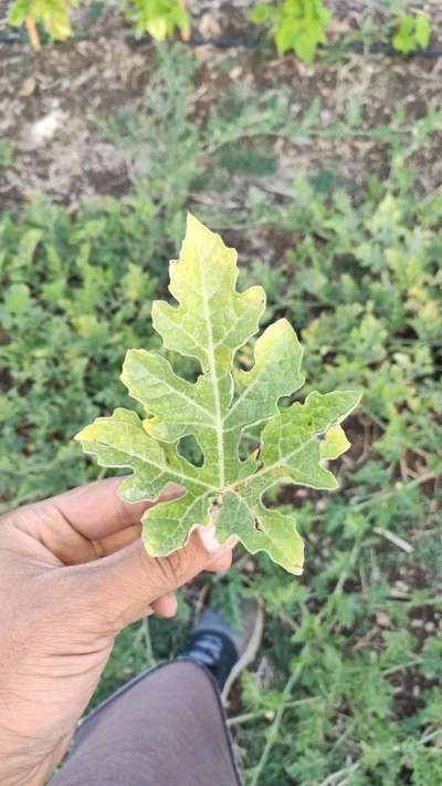 Potassium Deficiency - Melon