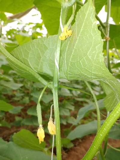 Calcium Deficiency - Cucumber