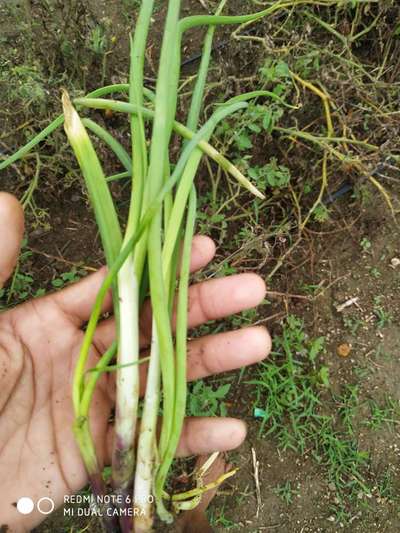 ಬಿಳಿ ಕೊಳೆ ರೋಗ - ಈರುಳ್ಳಿ