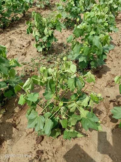 Fusarium Wilt - Cotton