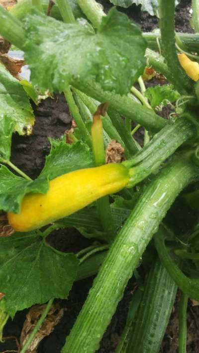 Calcium Deficiency - Zucchini