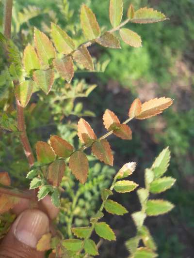 Potassium Deficiency - Chickpea & Gram