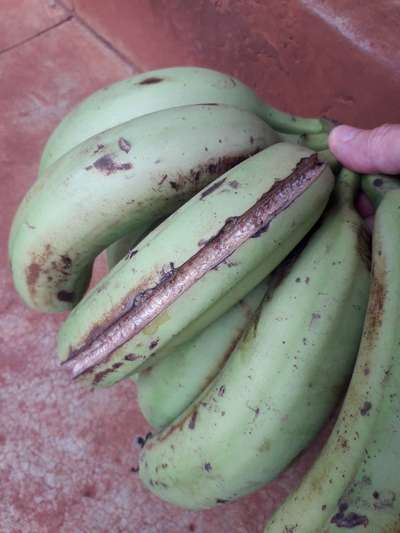 Deficiência de Cálcio - Banana