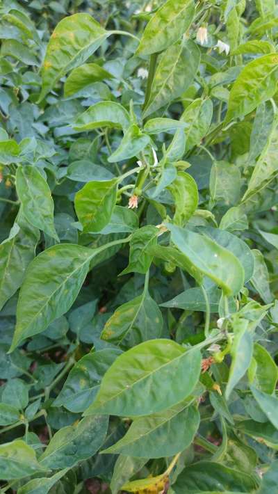 Powdery Mildew of Pepper - Capsicum & Chilli