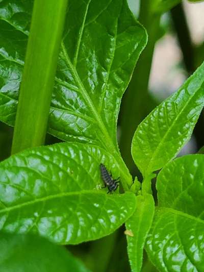 Aphids - Capsicum & Chilli