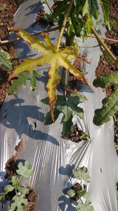 Potassium Deficiency - Papaya