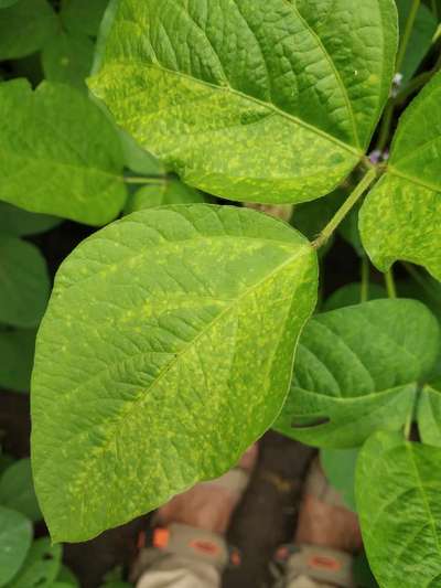 Bean Yellow Mosaic Virus - Soybean