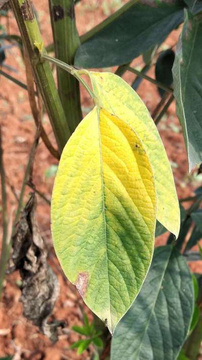 Potassium Deficiency - Pigeon Pea & Red Gram