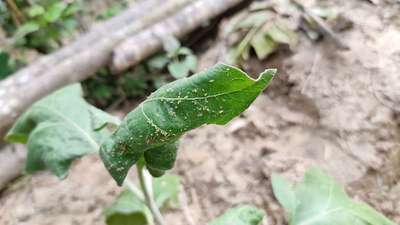 Aphids - Brinjal