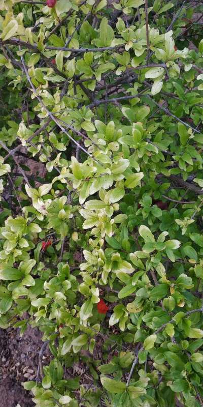 Bacterial Blight of Pomegranate - Pomegranate