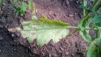 Mancha bacteriana del tomate - Tomate