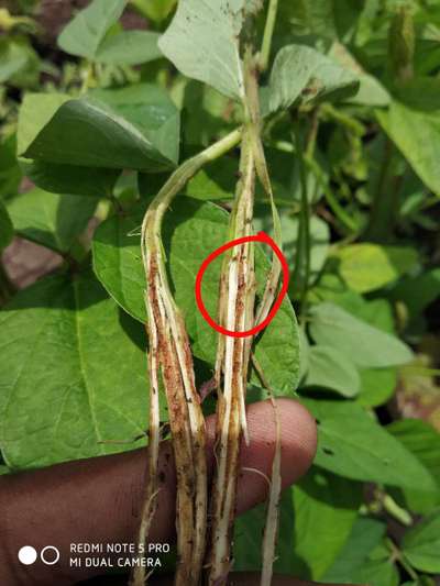 Soybean Stem Miner - Soybean