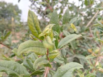 Iron Deficiency - Pomegranate