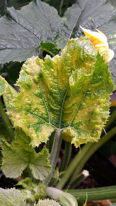 Thrips - Zucchini