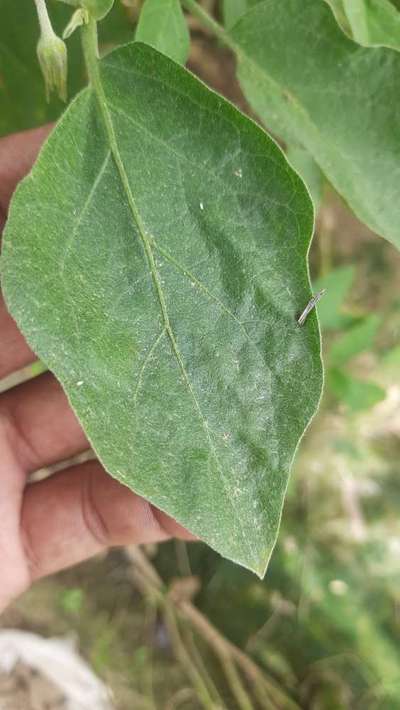 Spider Mites - Brinjal