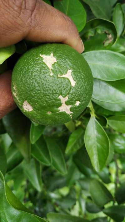 Wind Damage on Citrus - Citrus