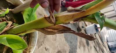 Black Leaf Spot of Banana - Banana