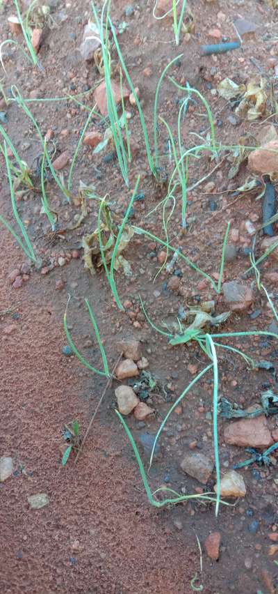 ಬಿಳಿ ಕೊಳೆ ರೋಗ - ಈರುಳ್ಳಿ