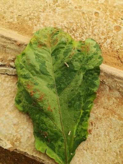 Pesticide Burn - Brinjal