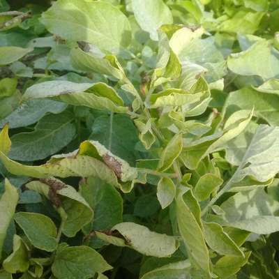 Potato Late Blight - Potato