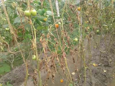 Bacterial Wilt - Tomato