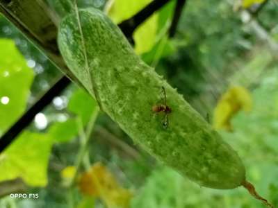 ফলের মাছি পোকা - শসা