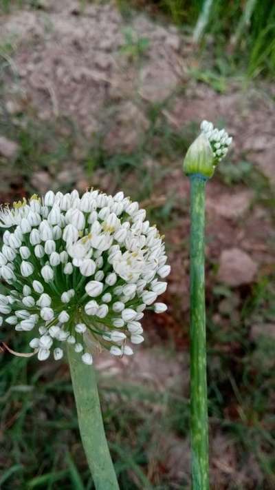 Thrips - Onion