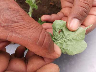 Leaf Miner Flies - Melon