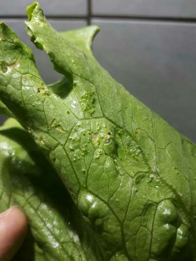 Gall Mite - Lettuce